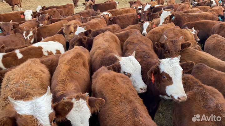 Продажа бычков