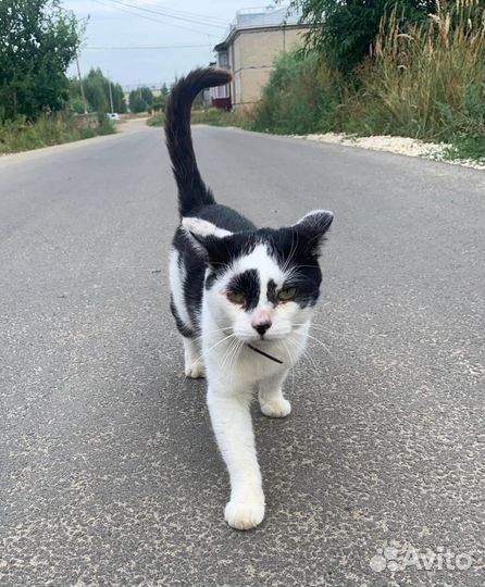 Кот ищет дом