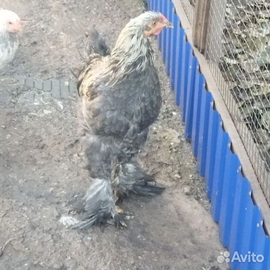 Петушки Брама