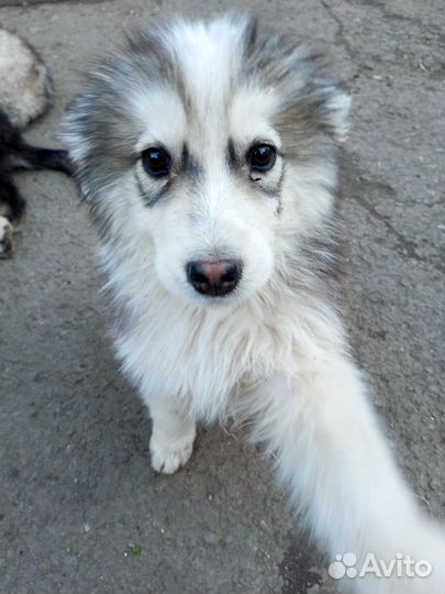 Собака в добрые руки хаски