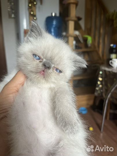 Продам котенка породистого экзот девочка и мальчик