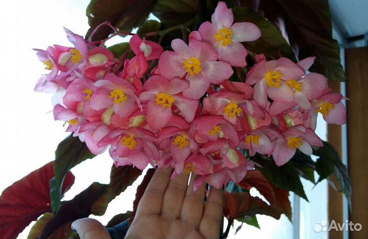 Бегония коралловая