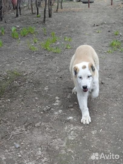 Среднеазиатская овчарка