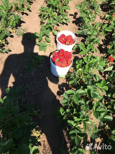 Рассада клубники