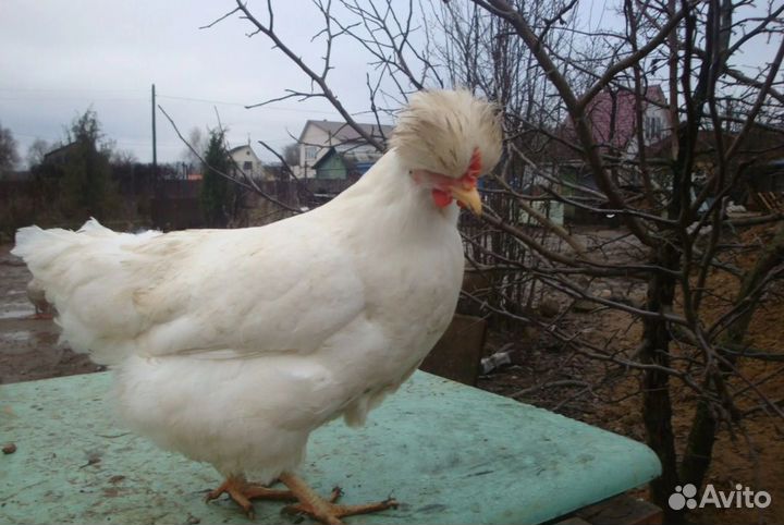 Куры петухи