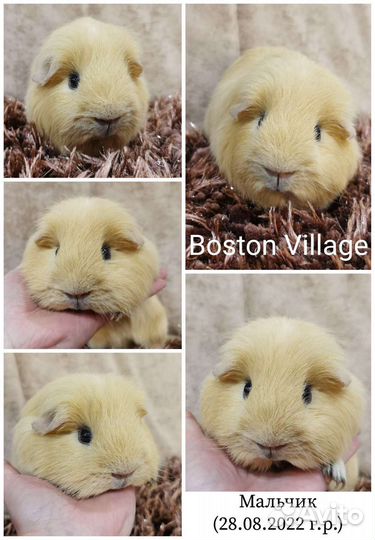 Морская свинка мальчик
