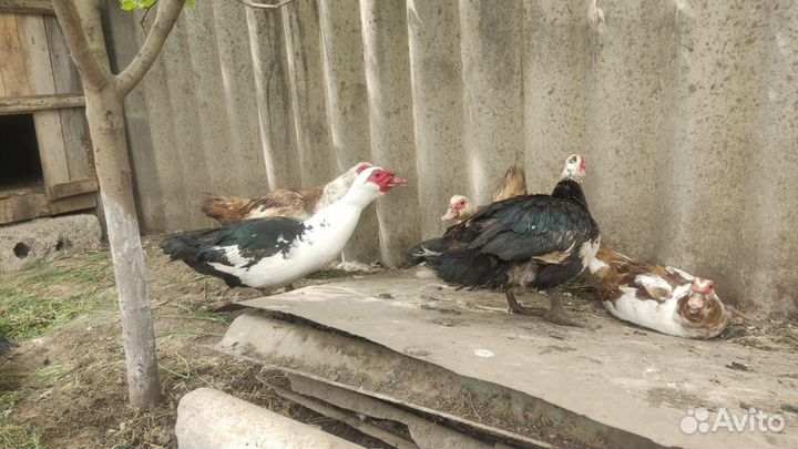 Яйцо мускусной утки на инкубатор