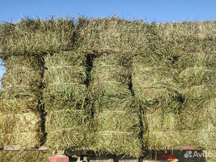 Сено клевер, разнотравье