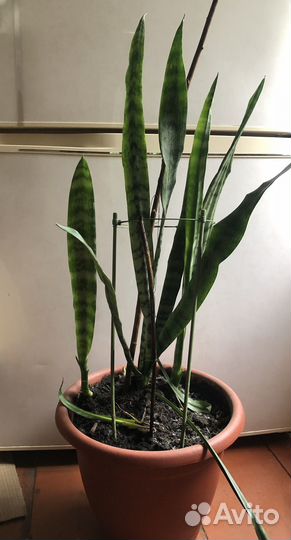 Сансевиерия тещин язык
