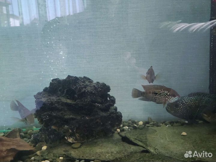 Акара бирюзовая