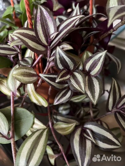 Традесканция, коллизия