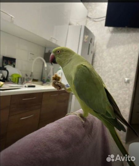 Ожереловый попугай