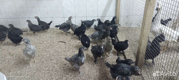 Куры молодки