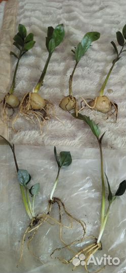 Комнатные цветы