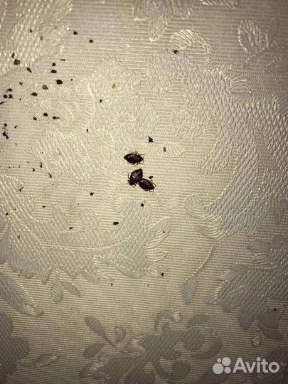 Москва. Уничтожение тараканов, уничтожение клопов