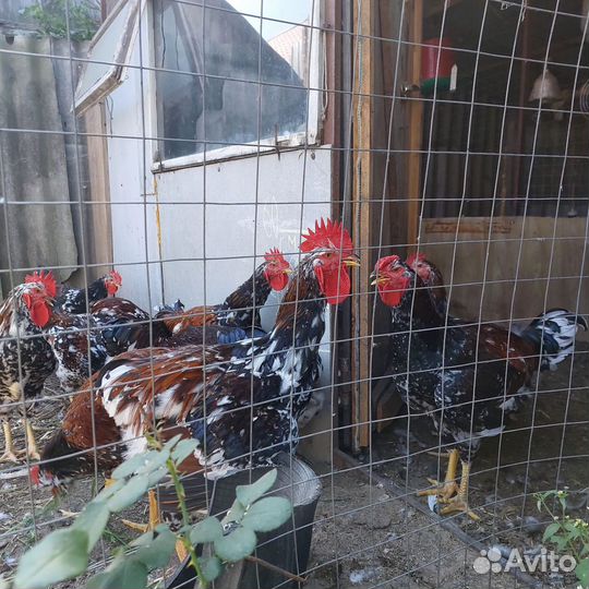 Молодые петухи