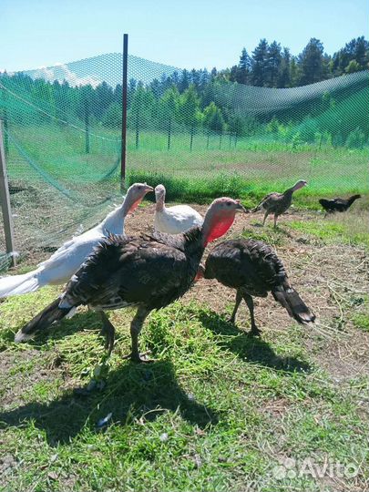 Яйца перепелиные, куриные, гусиные, индюшиные