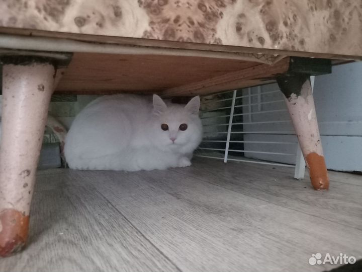 Потерялся кот