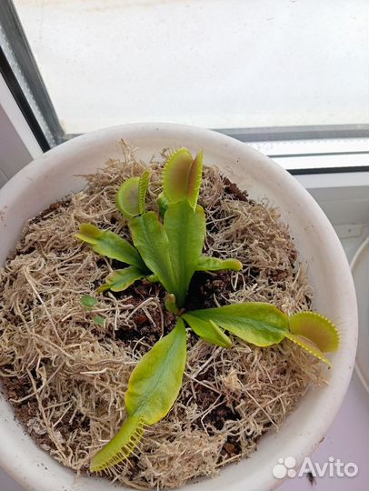 Хищные растения