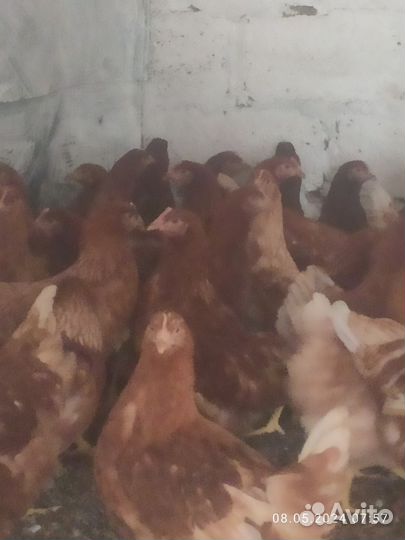 Куры несушки