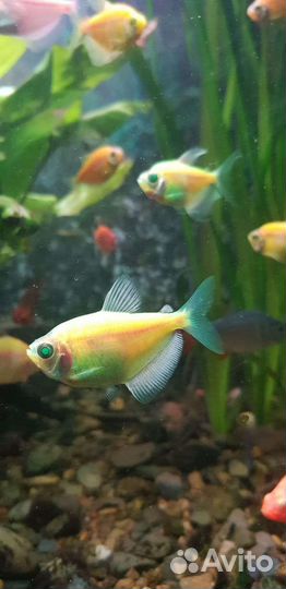 Аквариумные рыбки