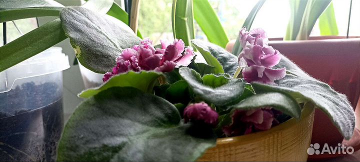 Амариллис,Эухариус,редкийЭпифиллум,Фиалки/цветут