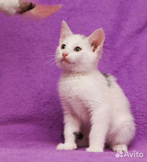 Много беленьких котяток в дар