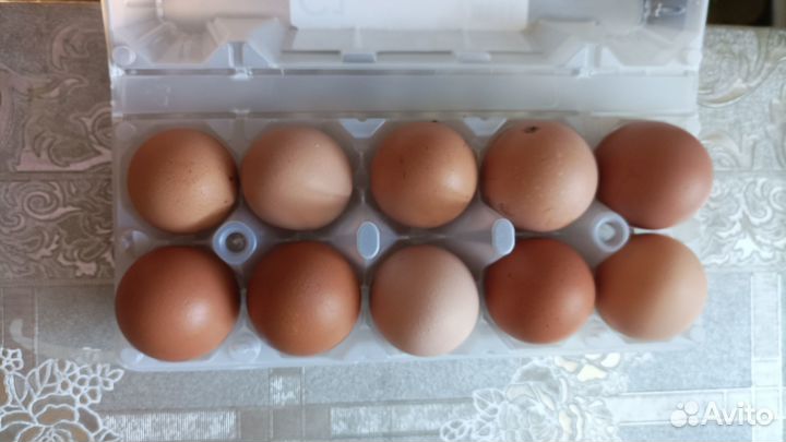 Домашние куриные яйца