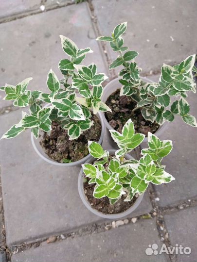 Растения для сада