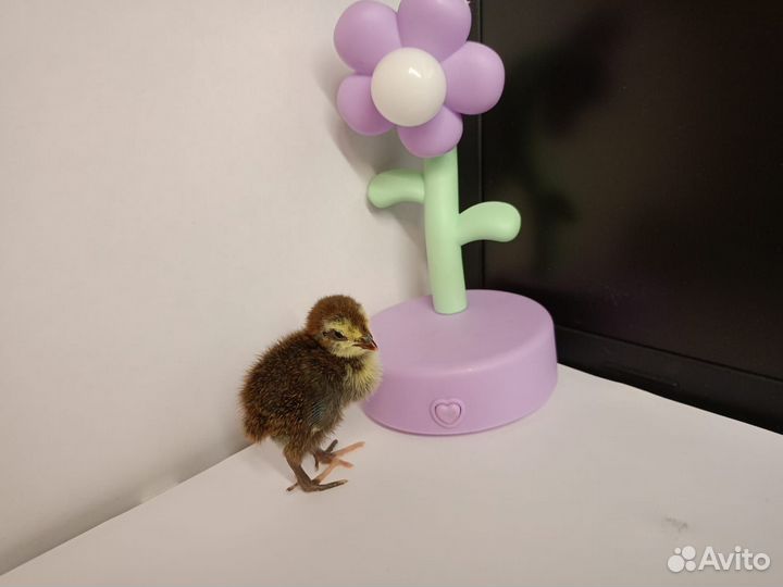 Перепёлочки