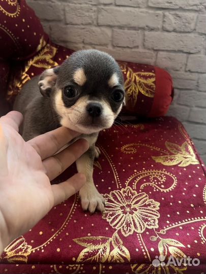 Красавчик Голубчик