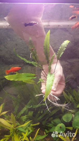 Криптокорина вендта