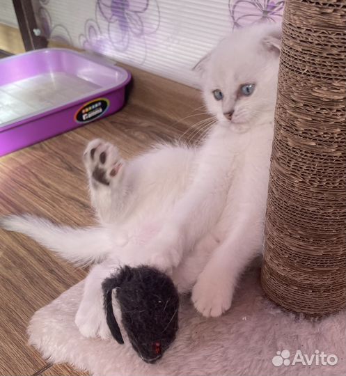 Шотландский котик