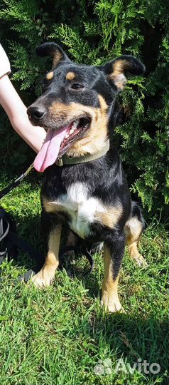 Шикарный джентельмен