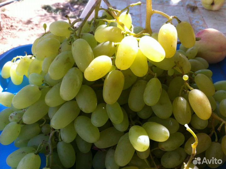 Саженцы и черенки винограда