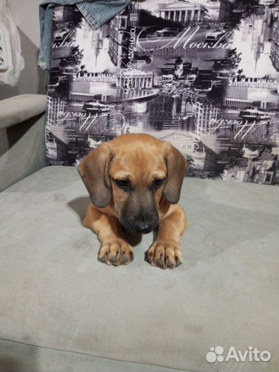 Отдам в добрые руки