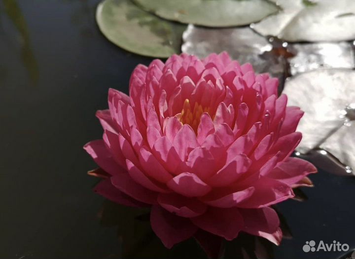 Нимфея Маникам