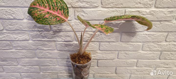 Аглаонема Ruay Lab