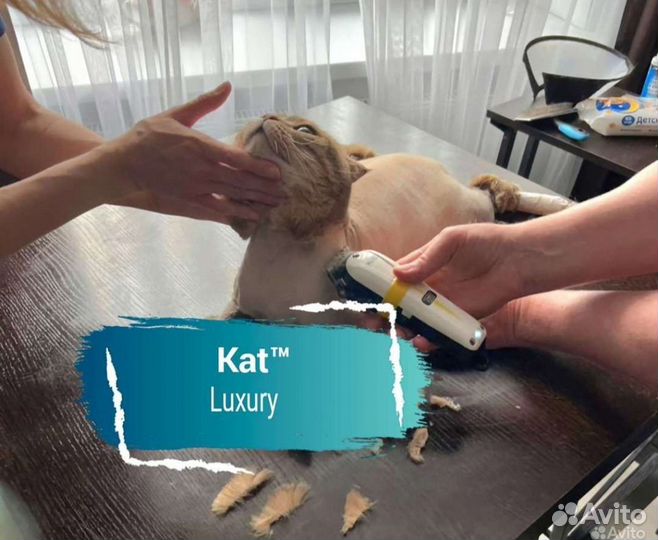 Стрижка кошек с выездом на дом. Грумер