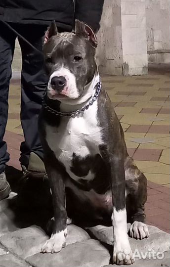 Щенки стаффорда