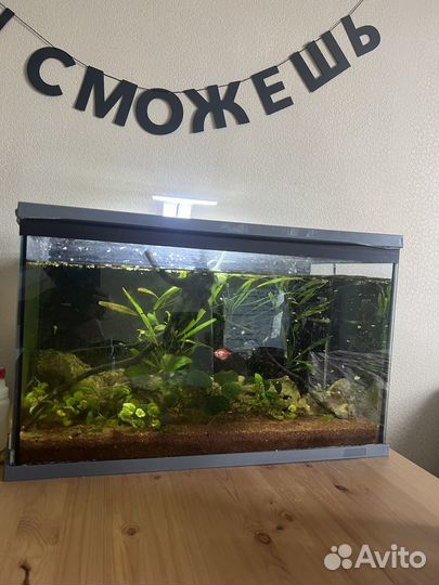Аквариум