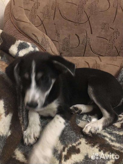 Метис хаски