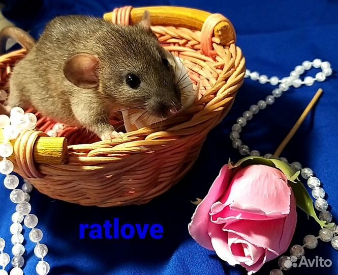 Крысята мальчишки от ratlove