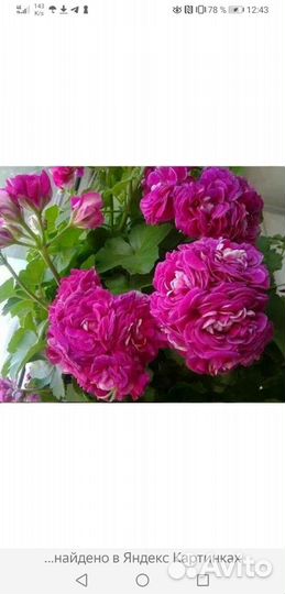 Пеларгония герань сортовая