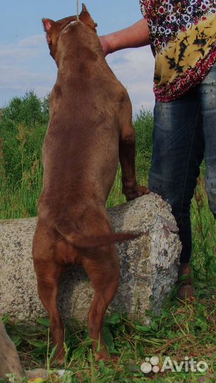 Питбуль щенок