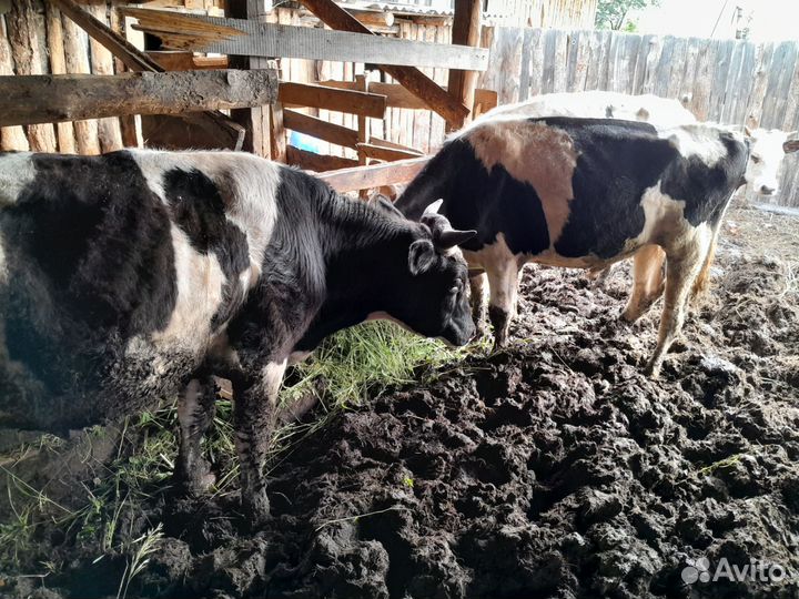 Продам быков 3 шт