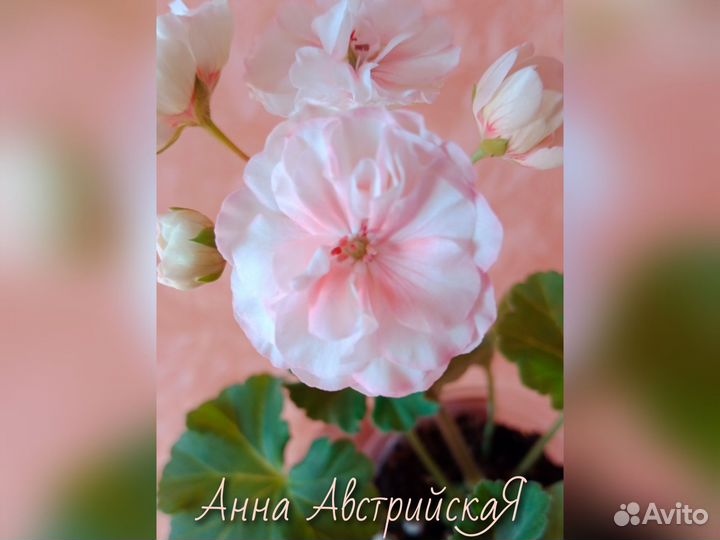 Пеларгония герань