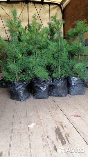 Кедры - 11 лет