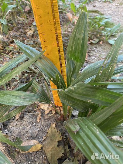 Пальмы веерные (трахикарпус) 15-150 см