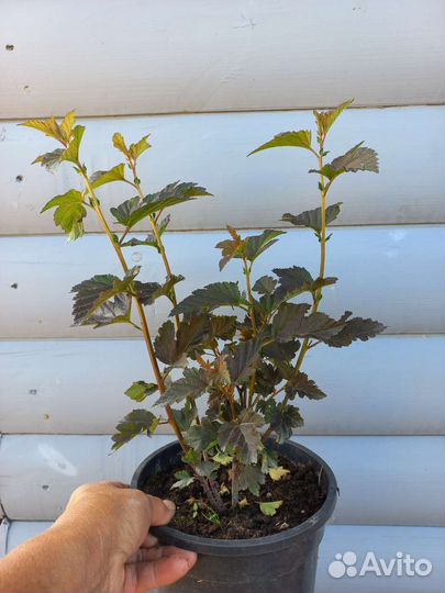 Саженцы пузыреплодника